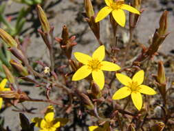 Image of Crassula dichotoma L.