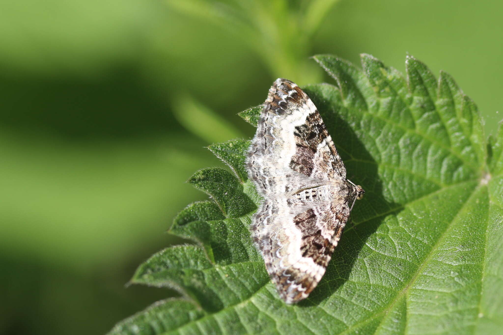 Image of common carpet