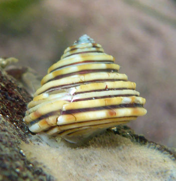 18.https www inaturalist org photos 3174800.580x360