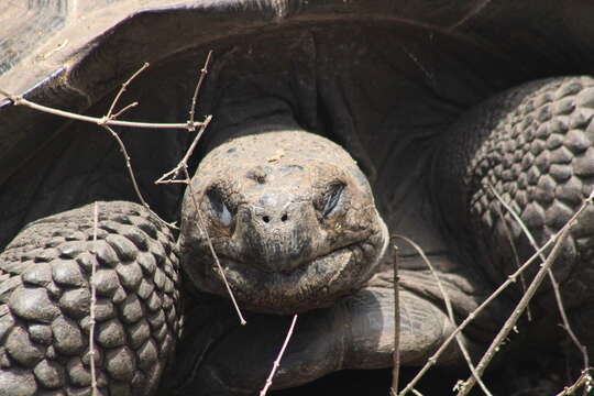 Image of Sierra Negra giant tortoise