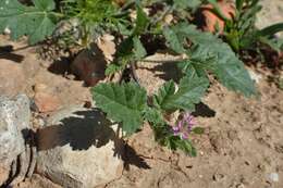 Image of Erodium chium (Burm. fil.) Willd.