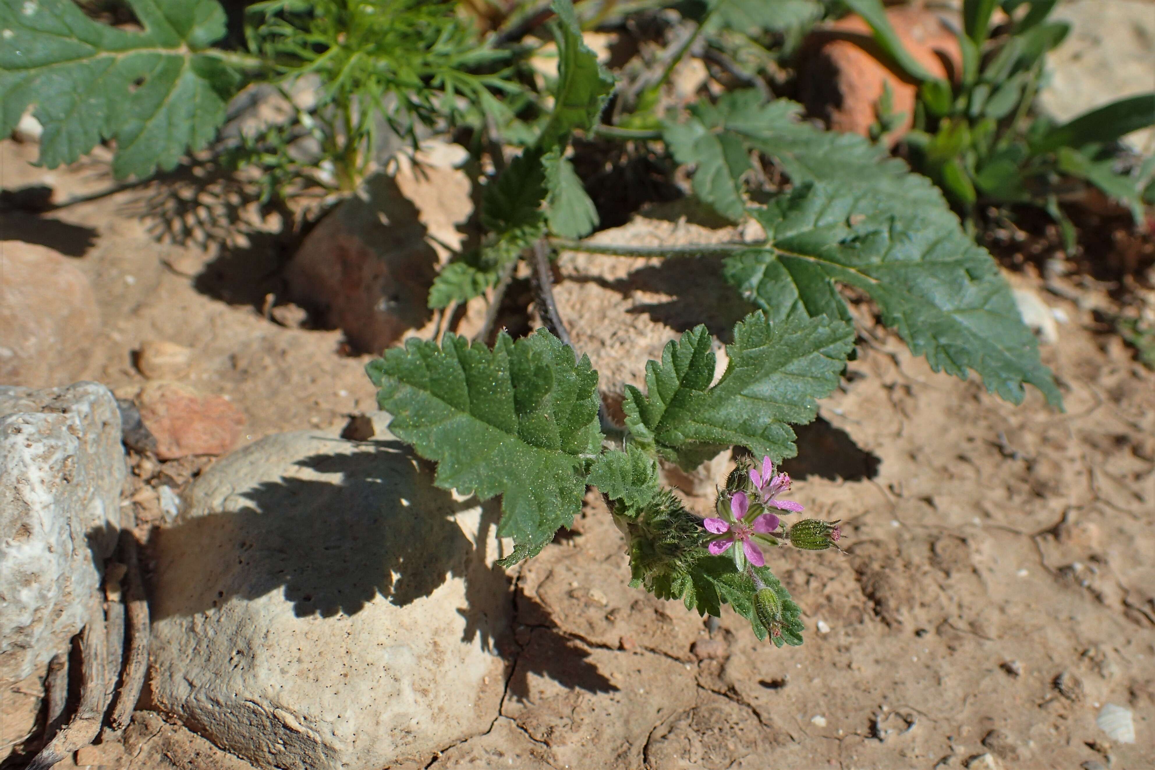 Image of Erodium chium (Burm. fil.) Willd.