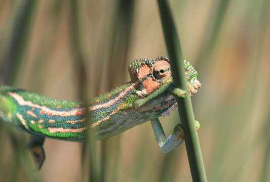 Image of Cape dwarf chameleon