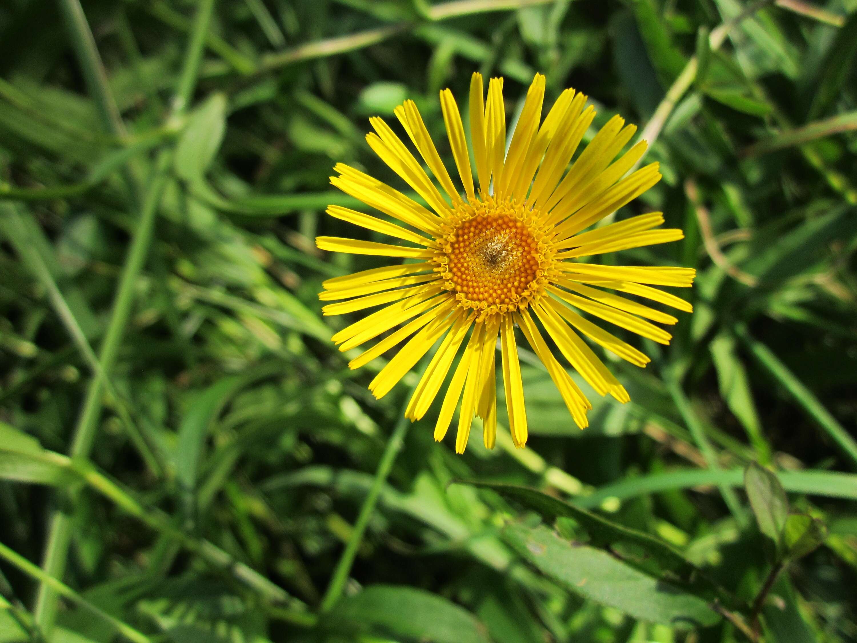 Image of Inula salicina