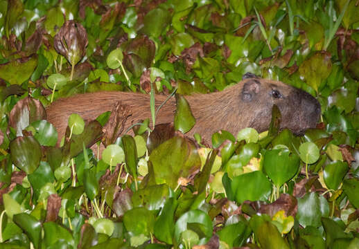 Image of Lesser Capybara