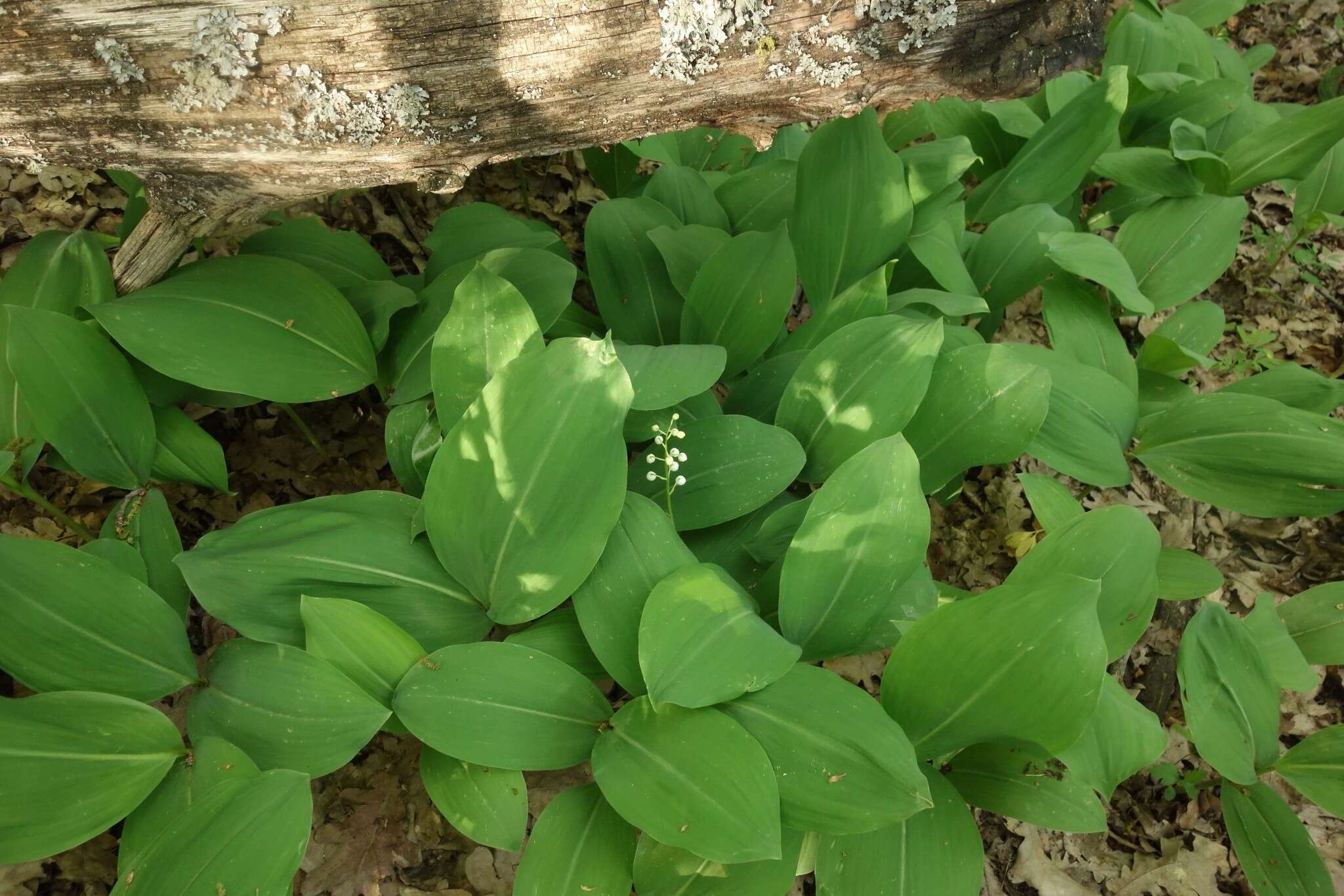 Image of convallaria