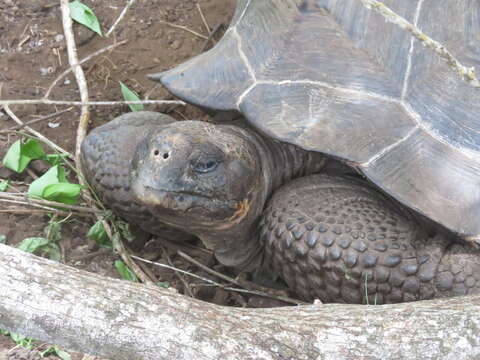 Image of Sierra Negra giant tortoise