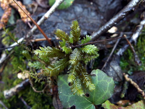 Image of <i>Fissidens taxifolius</i>