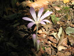 Image of Colchicum lusitanum Brot.