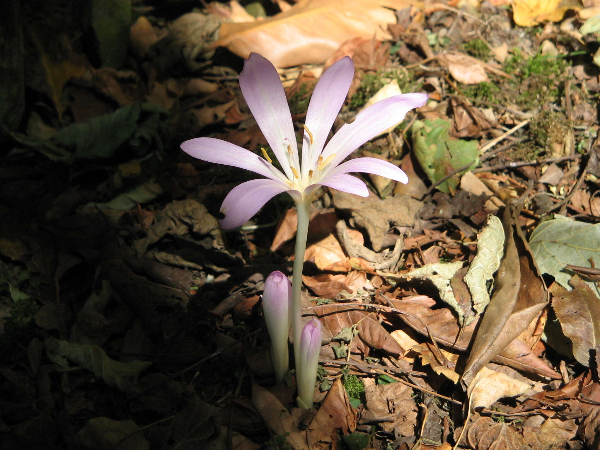 Image of Colchicum lusitanum Brot.