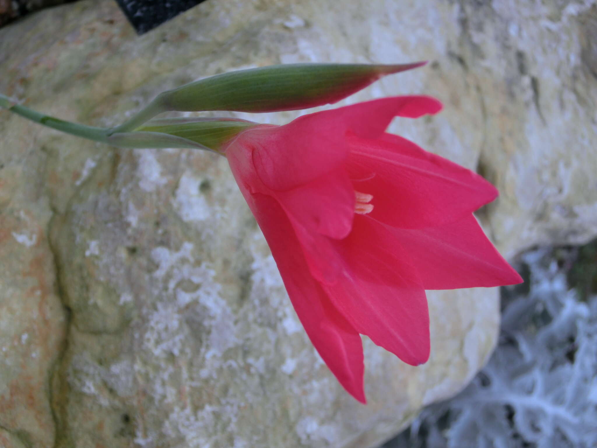 Gladiolus carmineus C. H. Wright resmi