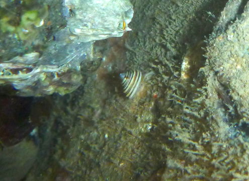 18.https www inaturalist org photos 3178640.580x360