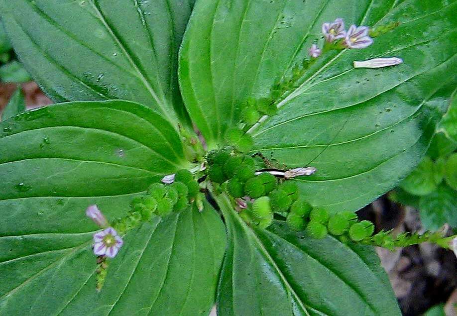 Imagem de Spigelia anthelmia L.