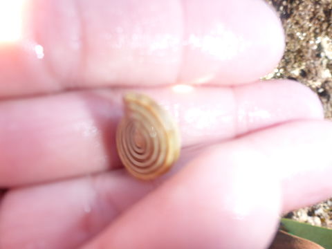18.https www inaturalist org photos 3181093.580x360