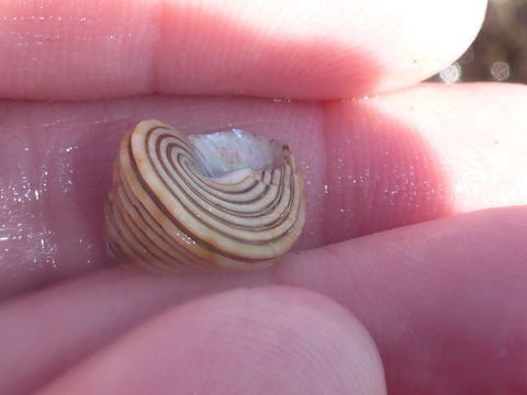 Image of channeled topsnail