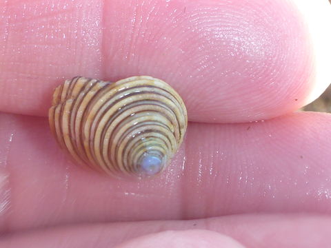 18.https www inaturalist org photos 3181095.580x360