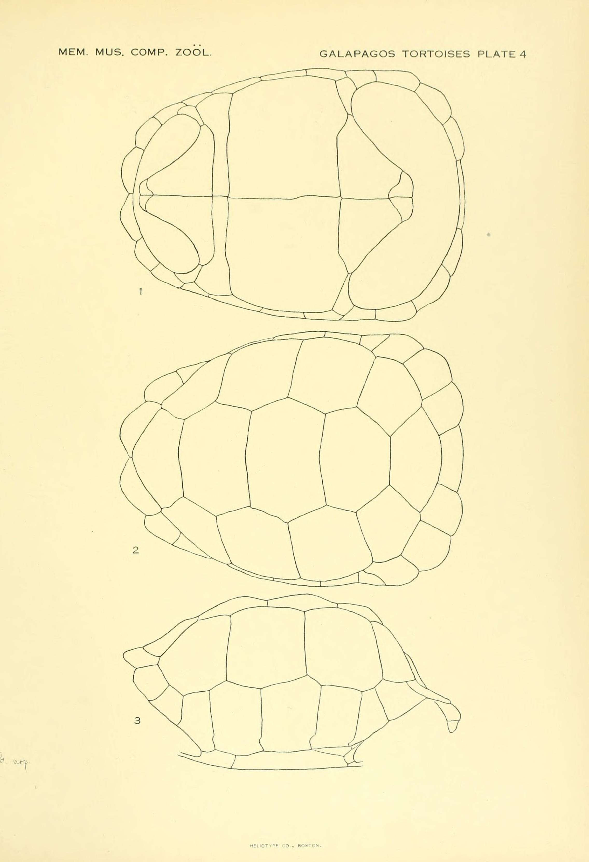Image of Chelonoidis microphyes (Günther 1875)