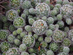 Image of Mammillaria vetula Mart.