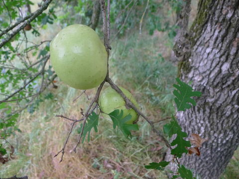 Image of California Gall Wasp