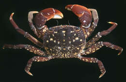 Image of Paragrapsus laevis