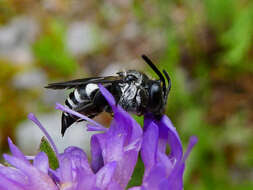 Image of Cuckoo-leaf-cutter Bees