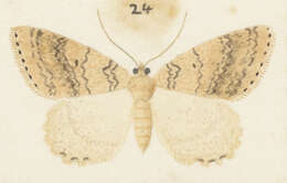 Image of Pseudocoremia rudisata Walker 1862