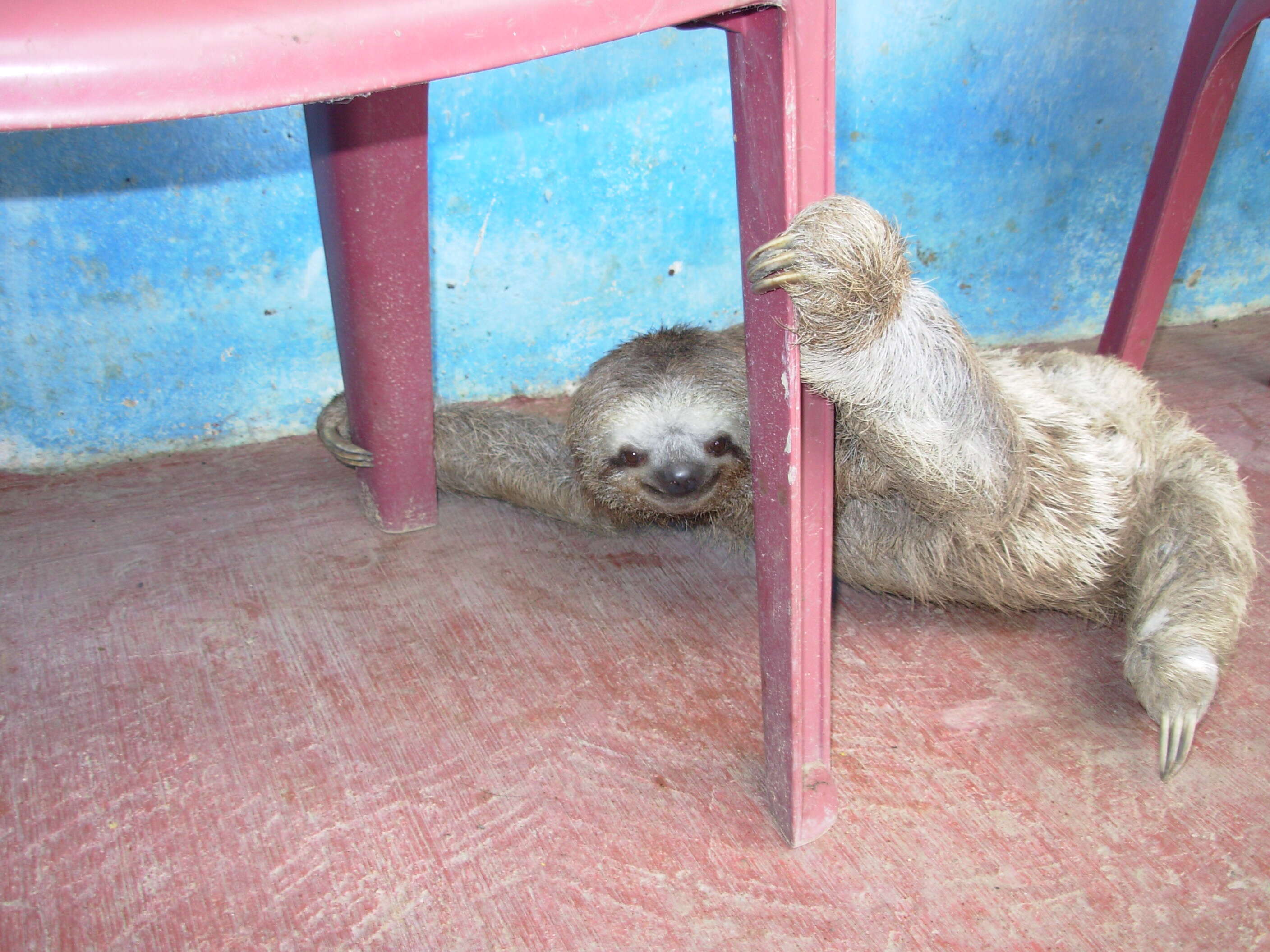 Image of Brown-throated Three-toed Sloth