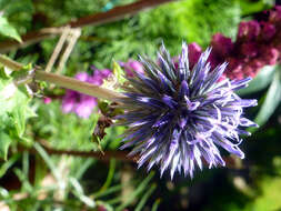 Image of southern globethistle