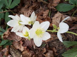 Image of black hellebore