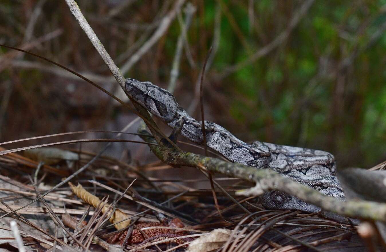 Image of Boa sigma