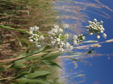 Image of Lady's leek