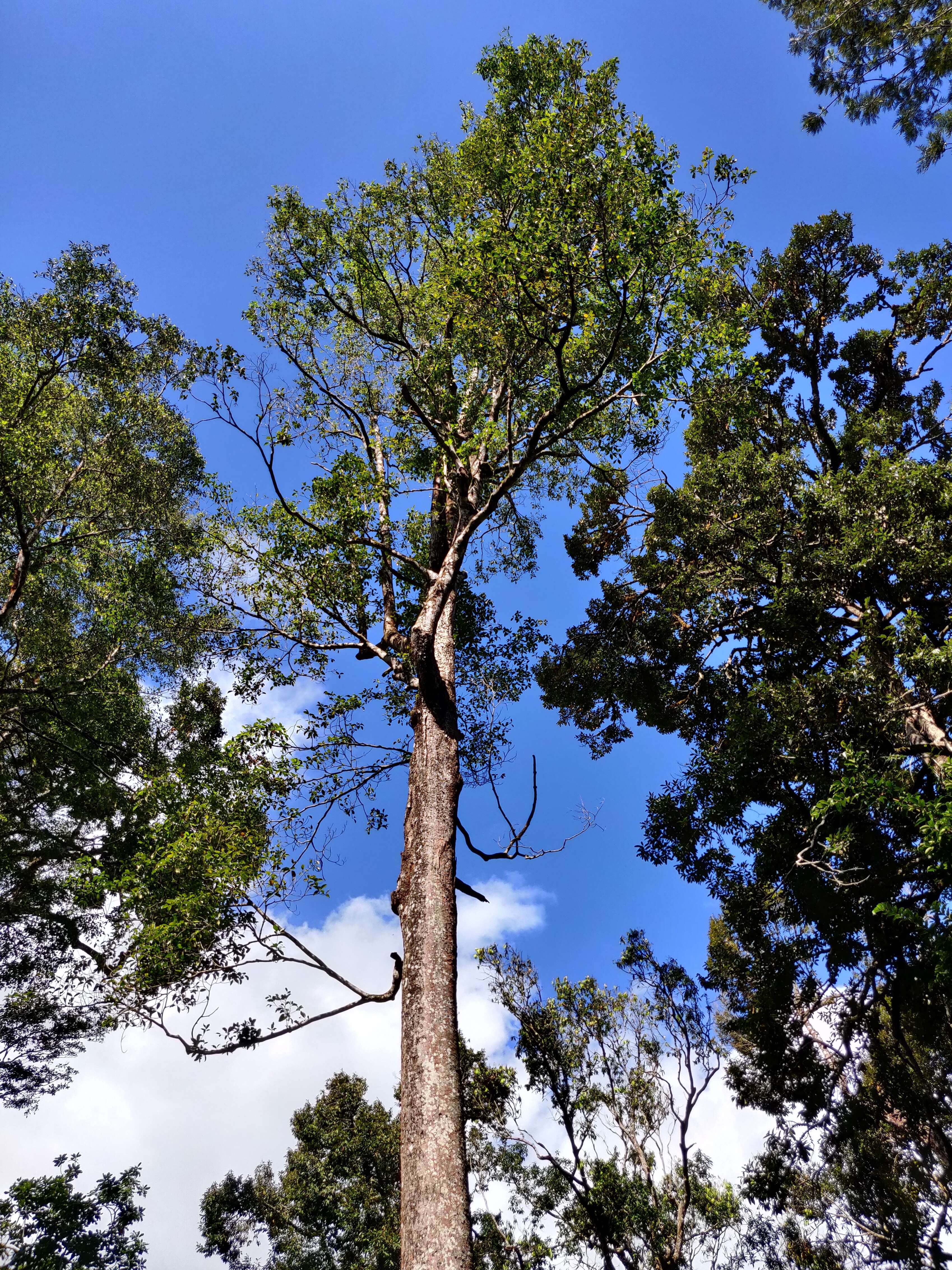 Imagem de Palaquium ellipticum (Dalzell) Baill.