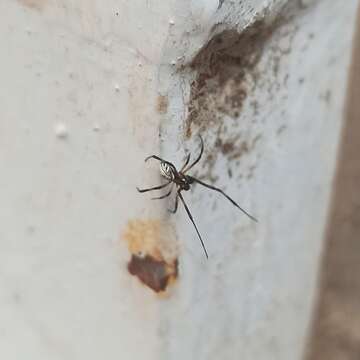 Image of Western Black Widow spider