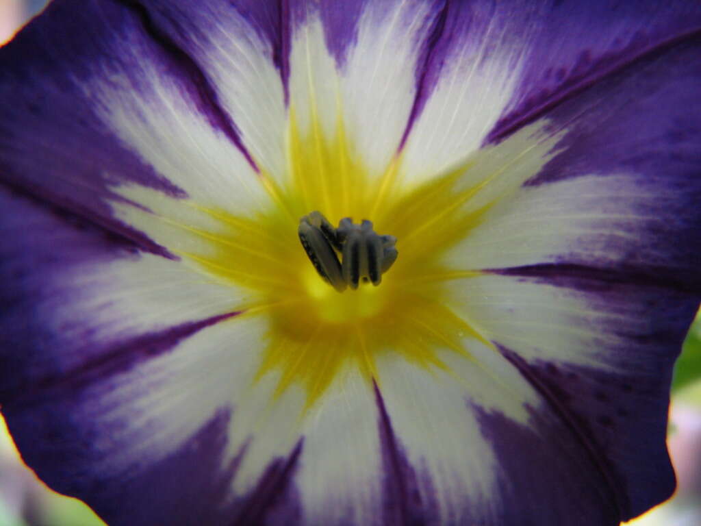 Image of Dwarf Morning Glory