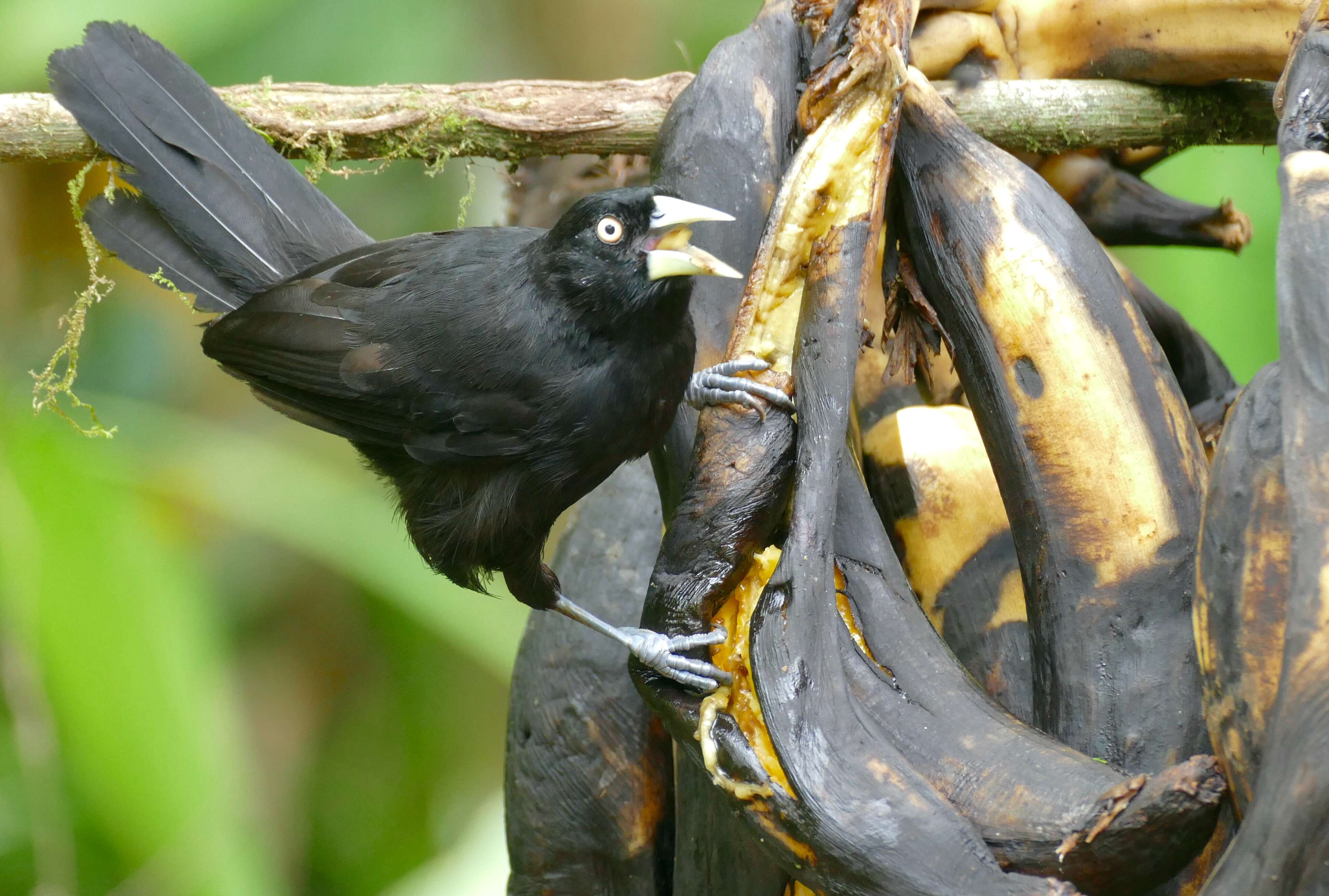 Amblycercus Cabanis 1851 resmi