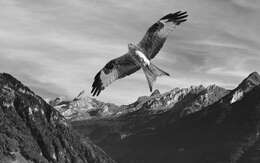 Image of Red Kite