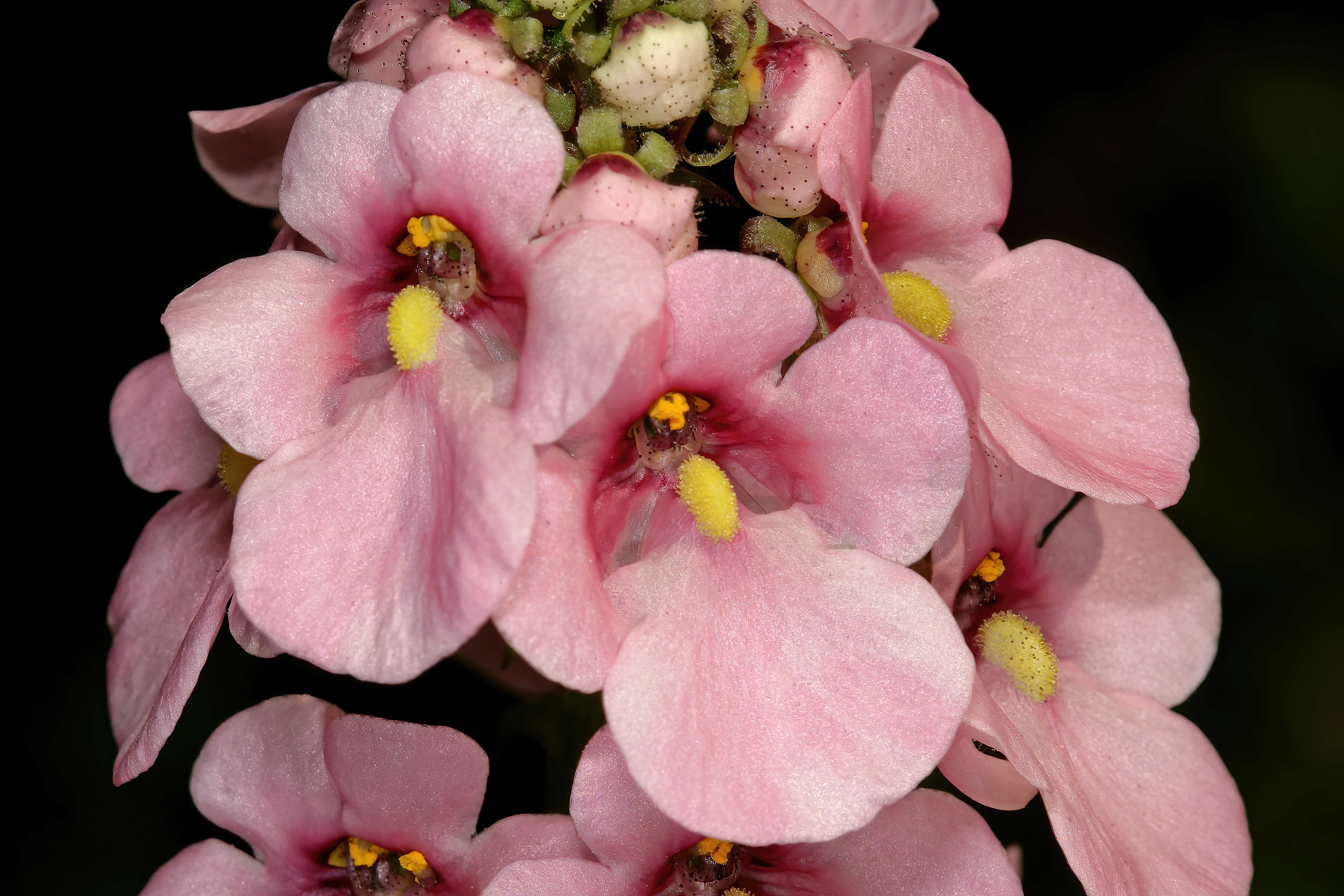 Image of Diascia rigescens E. Mey. ex Benth.