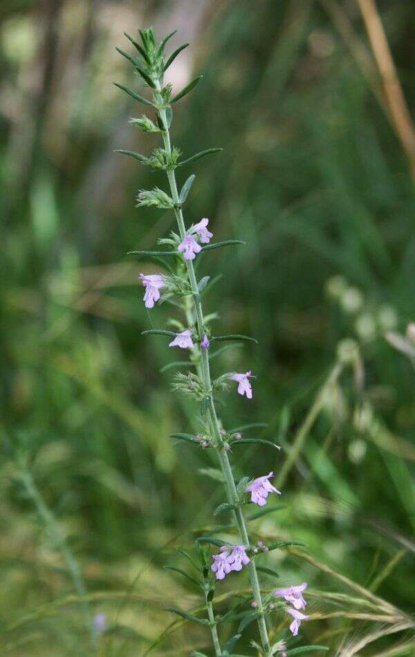 Image of Micromeria graeca (L.) Benth. ex Rchb.