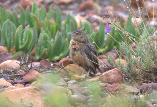 Image of Cape Clapper Lark