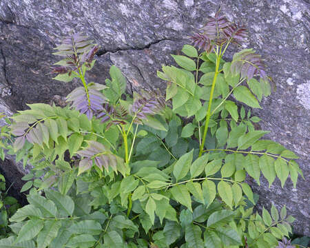 Imagem de Fraxinus excelsior L.