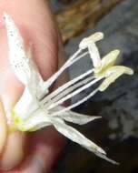 Prosartes maculata (Buckley) A. Gray的圖片