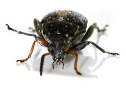 Image of Bean seed beetle