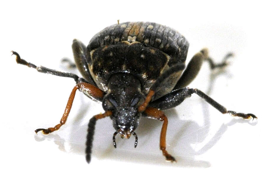 Image of Bean seed beetle