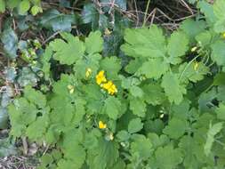 Image of celandine