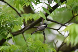 Image of Carolina Chickadee