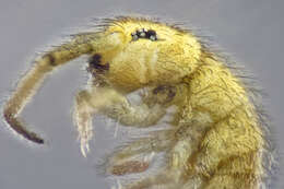 Image of Marsh springtail