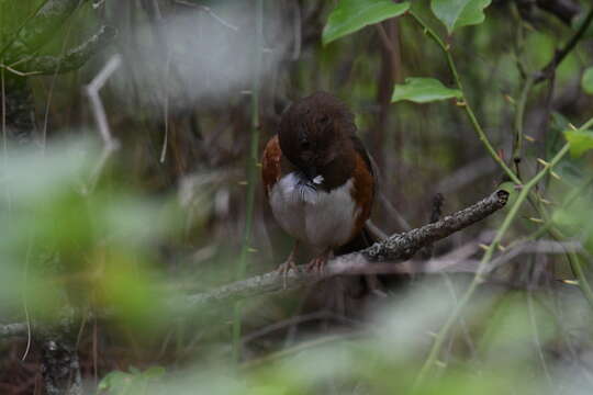 Image of Eastern Towhee