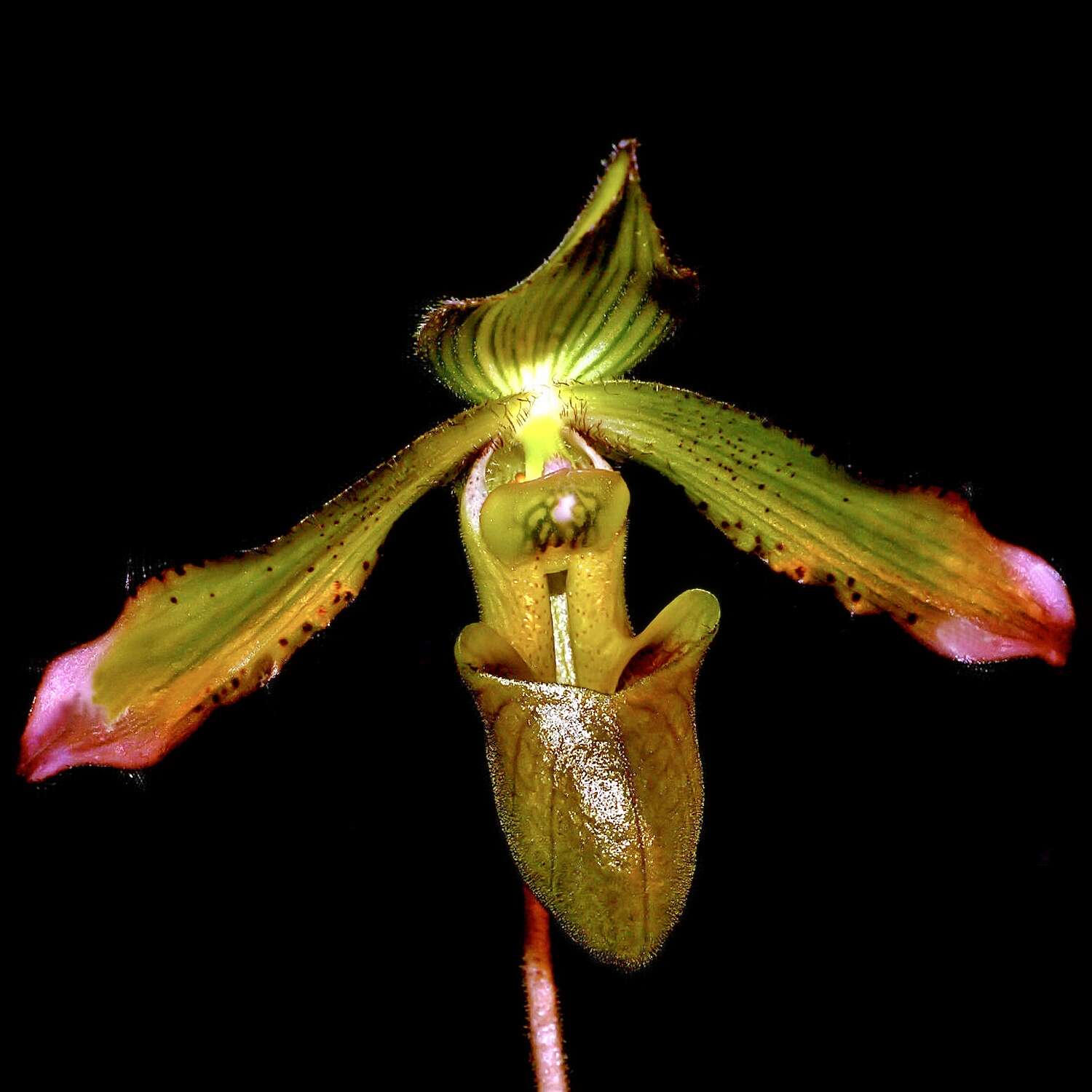 Image de Paphiopedilum javanicum (Reinw. ex Lindl.) Pfitzer