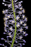 Image of Large blue squill