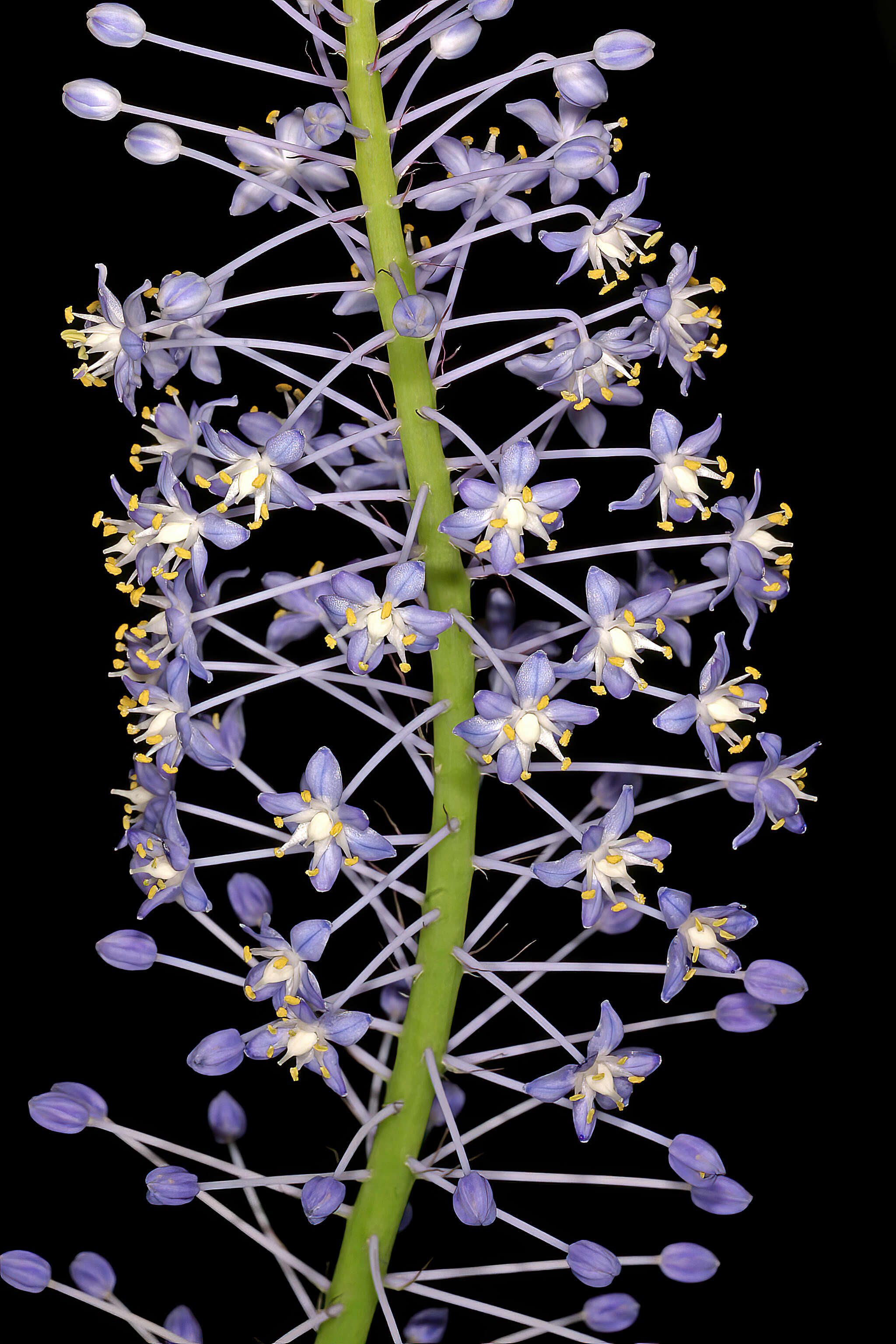 Image of Large blue squill